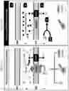 Fig. 25 - NICKEL CHELATION THERAPY
