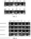 Fig. 12 - Protein compositions and consumable products thereof