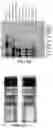 Fig. 17 - Protein compositions and consumable products thereof