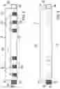 Fig. 03 - Child restraint assembly