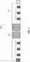 Fig. 04 - Child restraint assembly