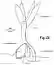 Fig. 29 - SHOE ACCOUTREMENTS AND METHODS OF MAKING AND USING THE SAME