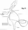 Fig. 32 - SHOE ACCOUTREMENTS AND METHODS OF MAKING AND USING THE SAME