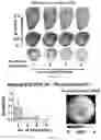 Fig. 07 - METHODS FOR ACCURATE NEEDLE-FREE ASSESSMENT OF MYOCARDIAL OXYGENATION