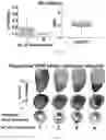 Fig. 08 - METHODS FOR ACCURATE NEEDLE-FREE ASSESSMENT OF MYOCARDIAL OXYGENATION