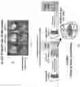 Fig. 13 - METHODS FOR ACCURATE NEEDLE-FREE ASSESSMENT OF MYOCARDIAL OXYGENATION