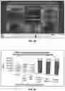 Fig. 12 - OPTOACOUSTIC FEATURE SCORE CORRELATION TO IPSILATERAL AXILLARY LYMPH NODE STATUS