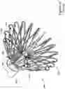Fig. 08 - LEFT ATRIAL APPENDAGE CLOSURE IMPLANT