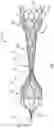 Fig. 02 - Acute and chronic devices for modifying flow in body lumens and methods of use thereof