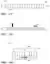 Fig. 14 - WOUND DRESSING AND METHOD OF USE