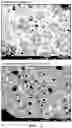 Fig. 04 - DENTAL COMPOSITION AND PREPARATION METHOD THEREFOR