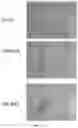 Fig. 16 - PHOTO-PROTECTIVE PLANT-DERIVED COMPOSITION