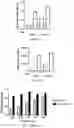 Fig. 21 - Compositions and methods for delivery of nucleic acid-lipid nanoparticle complexes encoding for viral RNA polymerase region and protein antigen
