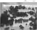 Fig. 01 - Alginate Beads and Methods of Manufacture and Use Thereof