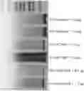 Fig. 01 - ENCAPSULATED RNA POLYNUCLEOTIDES AND METHODS OF USE