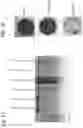 Fig. 02 - ENCAPSULATED RNA POLYNUCLEOTIDES AND METHODS OF USE