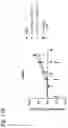 Fig. 25 - ENCAPSULATED RNA POLYNUCLEOTIDES AND METHODS OF USE