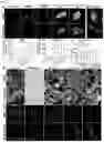 Fig. 04 - DUAL-RESPONSIVE NANOPARTICLES FOR ENHANCED ANTIBACTERIAL EFFICACY