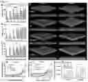 Fig. 05 - DUAL-RESPONSIVE NANOPARTICLES FOR ENHANCED ANTIBACTERIAL EFFICACY