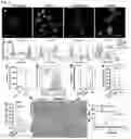 Fig. 06 - DUAL-RESPONSIVE NANOPARTICLES FOR ENHANCED ANTIBACTERIAL EFFICACY