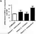 Fig. 01 - METHODS AND COMPOSITIONS FOR MODULATING BLOOD-BRAIN BARRIER