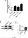 Fig. 02 - METHODS AND COMPOSITIONS FOR MODULATING BLOOD-BRAIN BARRIER