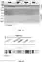 Fig. 04 - PH-ACTIVATED NANOPARTICLES