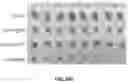 Fig. 100 - PH-ACTIVATED NANOPARTICLES