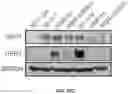 Fig. 104 - PH-ACTIVATED NANOPARTICLES
