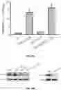 Fig. 109 - PH-ACTIVATED NANOPARTICLES