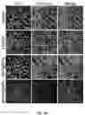 Fig. 26 - PH-ACTIVATED NANOPARTICLES