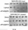 Fig. 32 - PH-ACTIVATED NANOPARTICLES