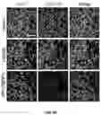 Fig. 33 - PH-ACTIVATED NANOPARTICLES