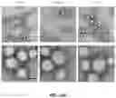 Fig. 40 - PH-ACTIVATED NANOPARTICLES
