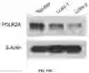 Fig. 44 - PH-ACTIVATED NANOPARTICLES