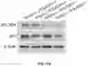 Fig. 58 - PH-ACTIVATED NANOPARTICLES