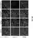 Fig. 65 - PH-ACTIVATED NANOPARTICLES