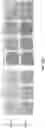 Fig. 81 - PH-ACTIVATED NANOPARTICLES