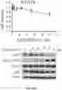 Fig. 83 - PH-ACTIVATED NANOPARTICLES