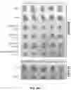 Fig. 92 - PH-ACTIVATED NANOPARTICLES