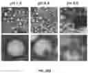 Fig. 95 - PH-ACTIVATED NANOPARTICLES