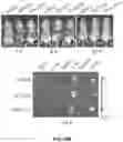 Fig. 99 - PH-ACTIVATED NANOPARTICLES