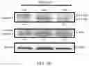 Fig. 14 - METHOD FOR PREVENTING OR TREATING HIGH-GRADE SEROUS CARCINOMA