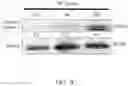 Fig. 15 - METHOD FOR PREVENTING OR TREATING HIGH-GRADE SEROUS CARCINOMA