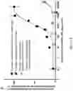 Fig. 31 - Biosensing platform for detecting viral infections and methods for screening a modulator of viral infections and protecting therefrom