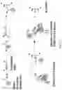 Fig. 34 - Biosensing platform for detecting viral infections and methods for screening a modulator of viral infections and protecting therefrom