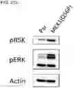 Fig. 108 - METHODS AND COMPOSITIONS FOR TREATING NON-ERK MAPK PATHWAY INHIBITOR-RESISTANT CANCERS