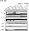 Fig. 109 - METHODS AND COMPOSITIONS FOR TREATING NON-ERK MAPK PATHWAY INHIBITOR-RESISTANT CANCERS