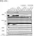 Fig. 110 - METHODS AND COMPOSITIONS FOR TREATING NON-ERK MAPK PATHWAY INHIBITOR-RESISTANT CANCERS