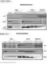 Fig. 115 - METHODS AND COMPOSITIONS FOR TREATING NON-ERK MAPK PATHWAY INHIBITOR-RESISTANT CANCERS